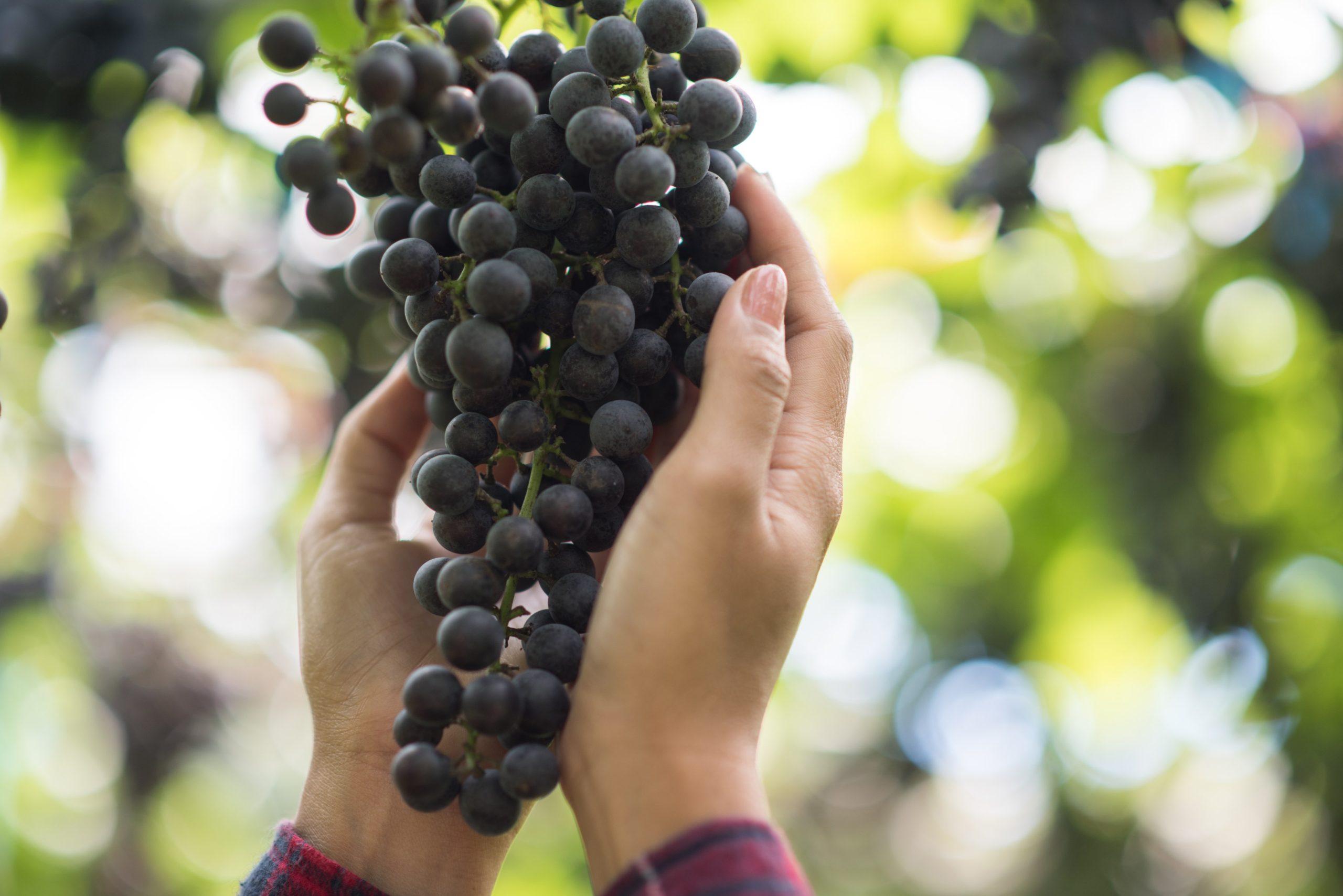 fattoria-di-vendemmia-2