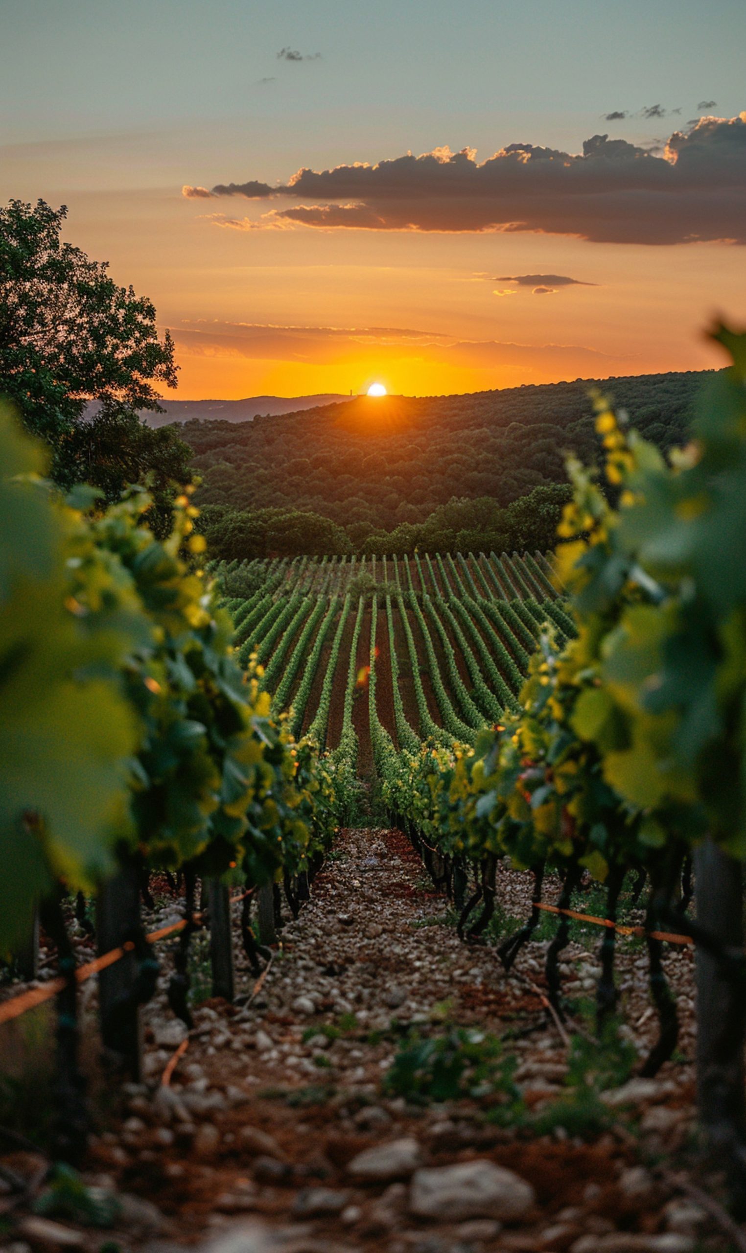 una-vista-mozzafiato-dal-vigneto-con-la-vite-e-la-natura