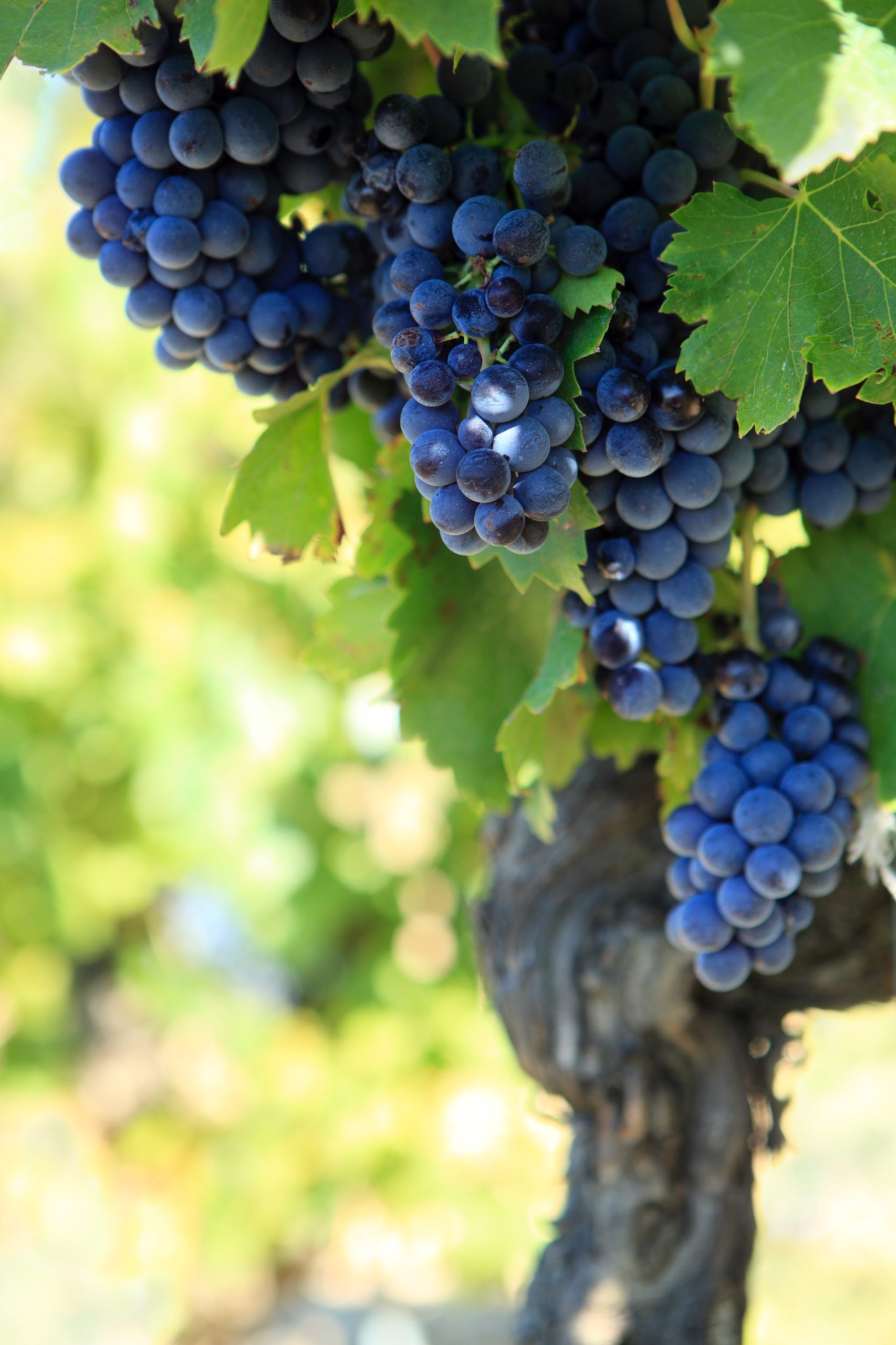 uve-da-vino-rosso-2